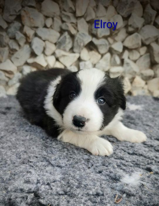 Border collie cudowny piesek, przebadani rodzice