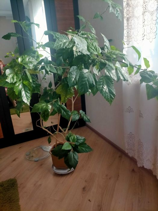 Вазон фікус великий