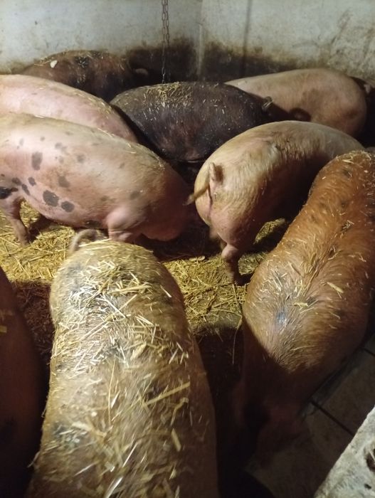 Продам свиней живою вагою.