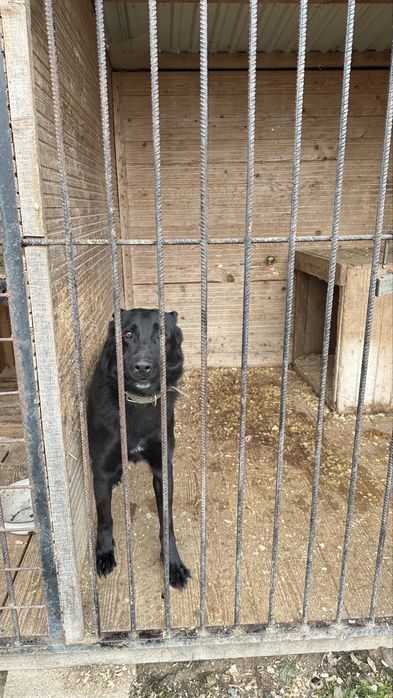 Вівчарка стерилізована шукає дім