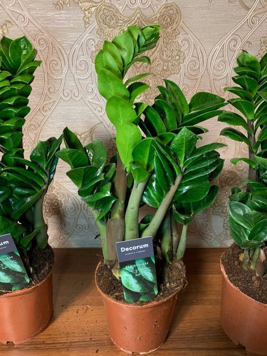 Заміокулькас Зензі