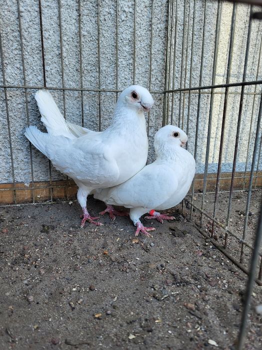 antwerpski wystawowy  para antwerpskie