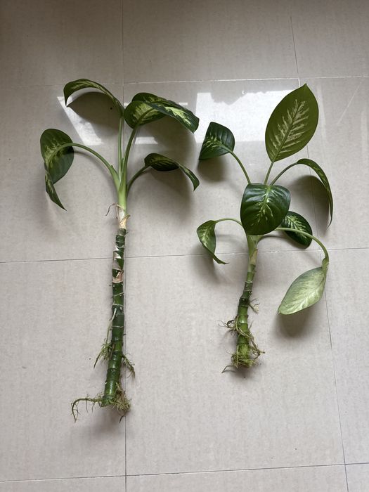 Dieffenbachia Tropic (Comigo ninguém pode)