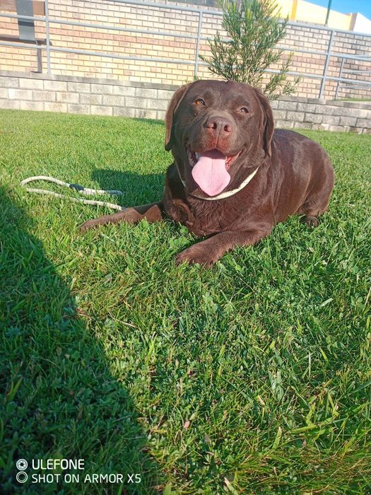 Labrador Retriever chocolate com Lop
