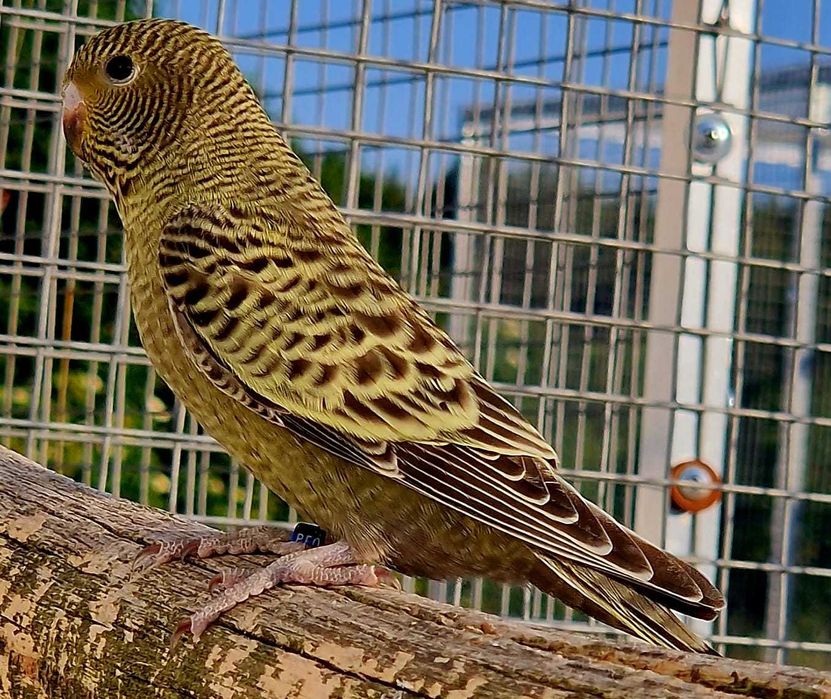 Papużka falista blackface młoda do oswojenia można nauczyć mówić
