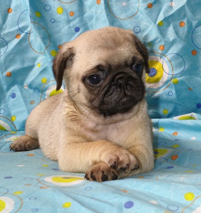 Pug carlin macho