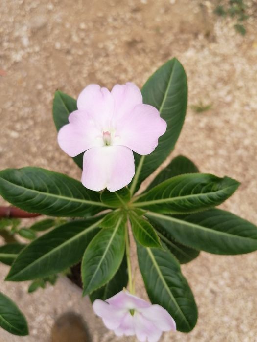 Plantas diversas para jardim