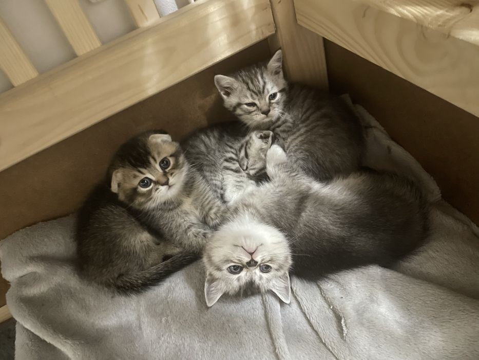 Британські короткошерсті кошенята шукають родину