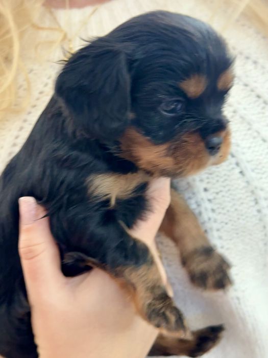 Cavalier king charles  spaniel