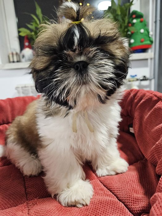 Shih-tzu: Piękna sunia Tricolor ur. 10.11.2025 r