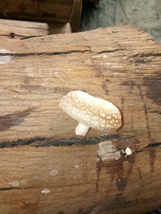Eucalipto inoculado com Shiitake - cogumelo (troncos/toros)