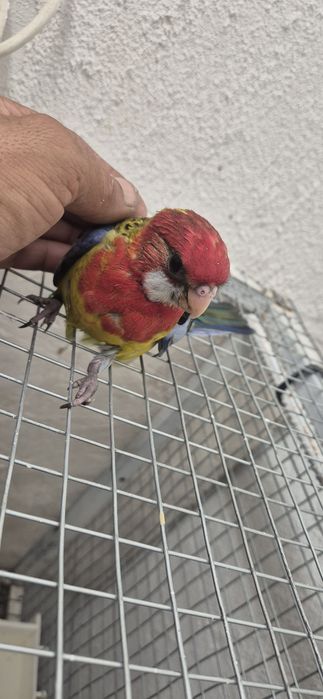 Rosela criada a mão