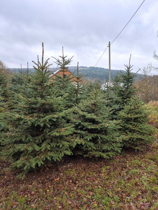 Choinki Świąteczne z plantacji