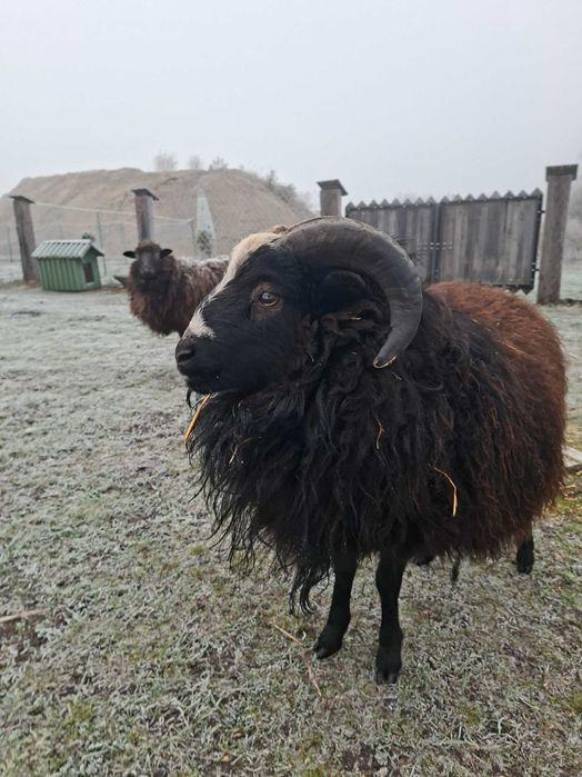 Sprzedam barana w styczniu 1 rok
