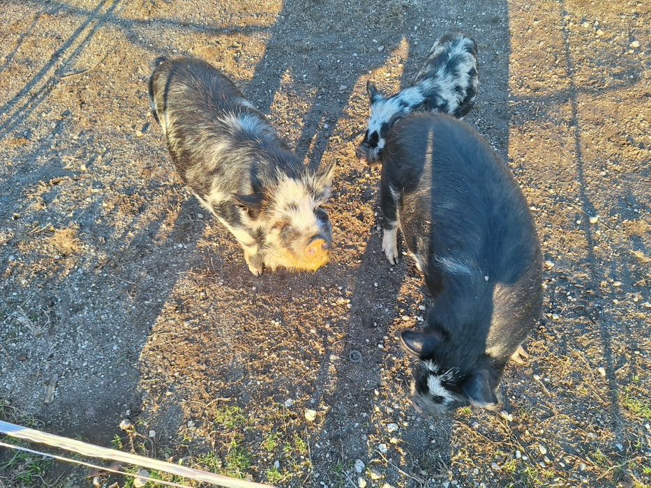 Porcos kunekune - a raça de porcos mais dócil do mundo