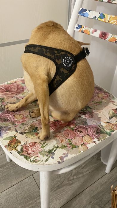 Шлейка для собаки