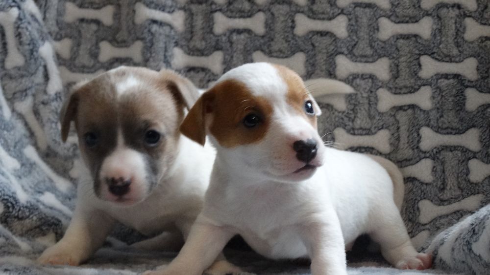 Jack russell Terrier