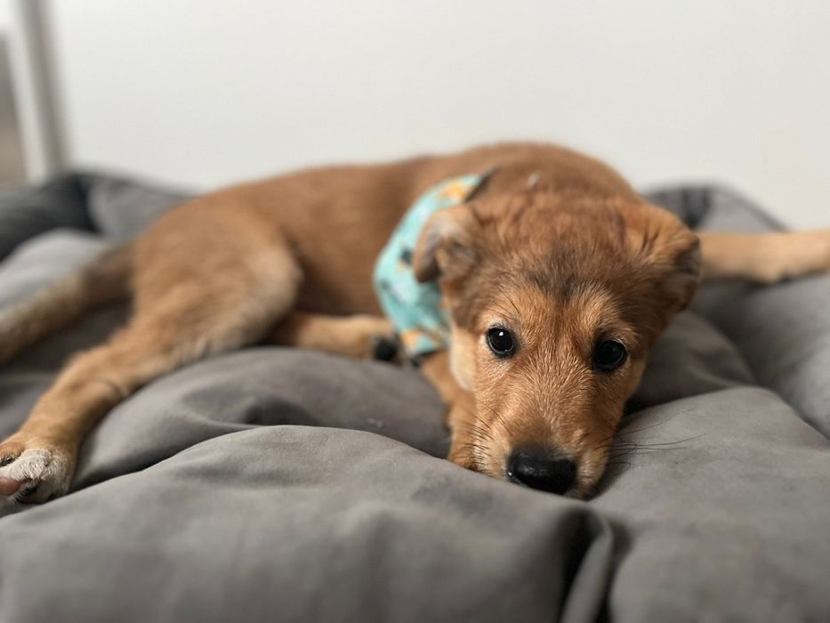 Mobi szczeniak do  adopcji