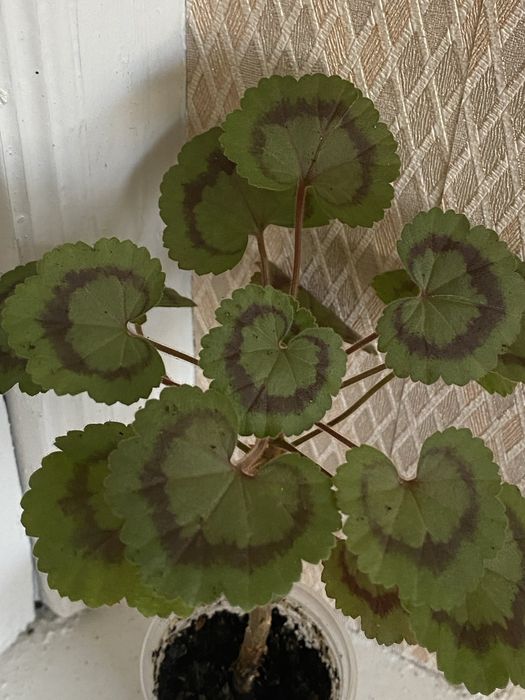 Пеларгонія Friesdorf