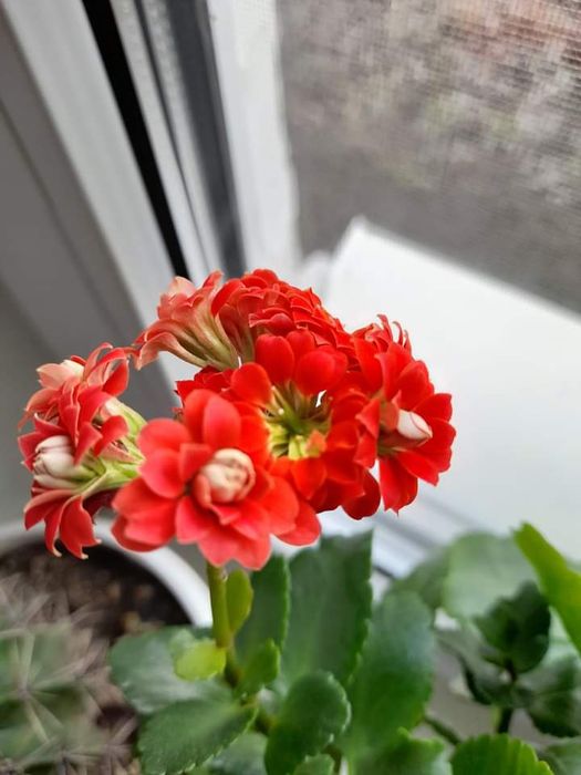 Кактус, каланхоє, гіпеаструм