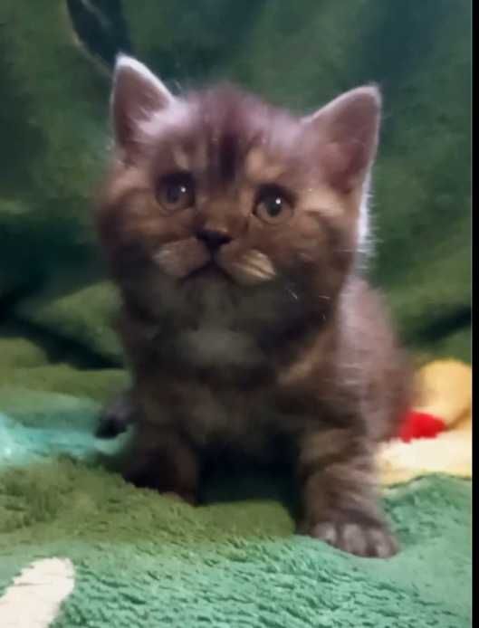 Шотландские котята
