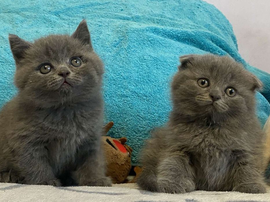 В продажі чистокровні британські котенята