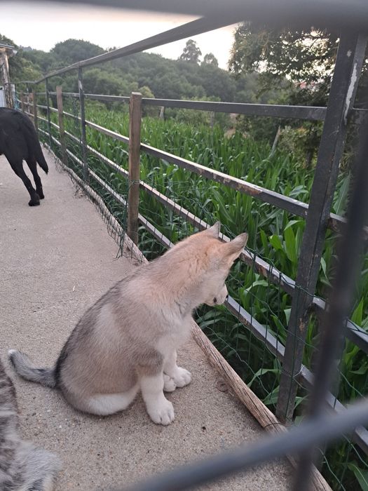 Husky siberiano fêmea