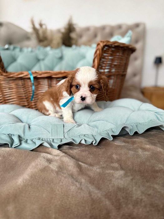 Cavalier King Charles Spaniel piesek z rodowodem