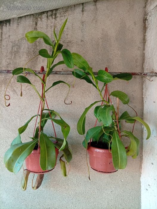 Plantas carnívoras
