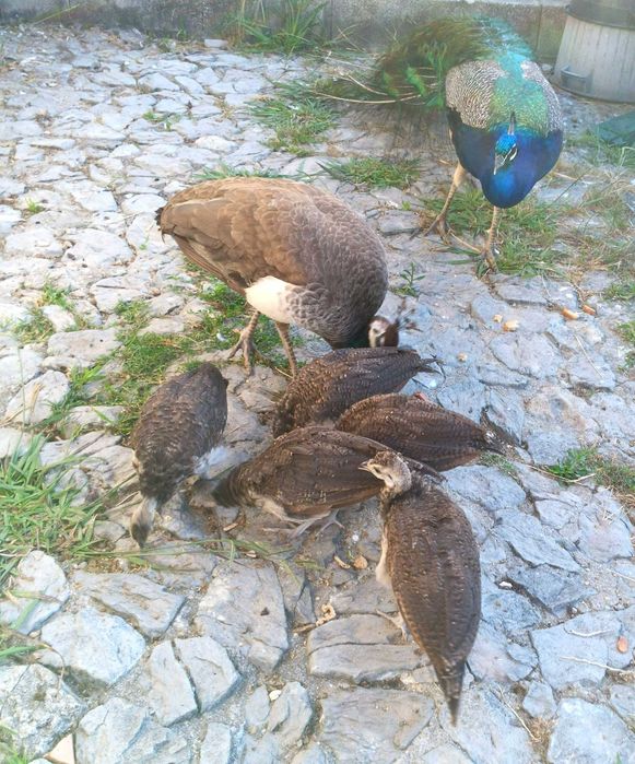 Pavões nascidos  e criados em liberdade