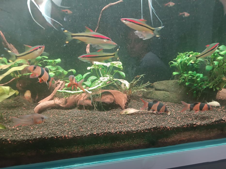 Peixes para venda