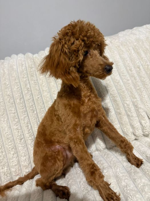 Suczka pudel toy z badaniami genetycznymi