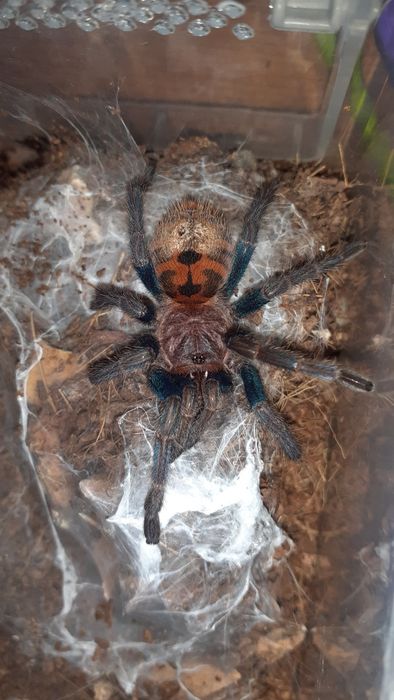 Chromatopelma cyaneopubescens samica 2,5dc