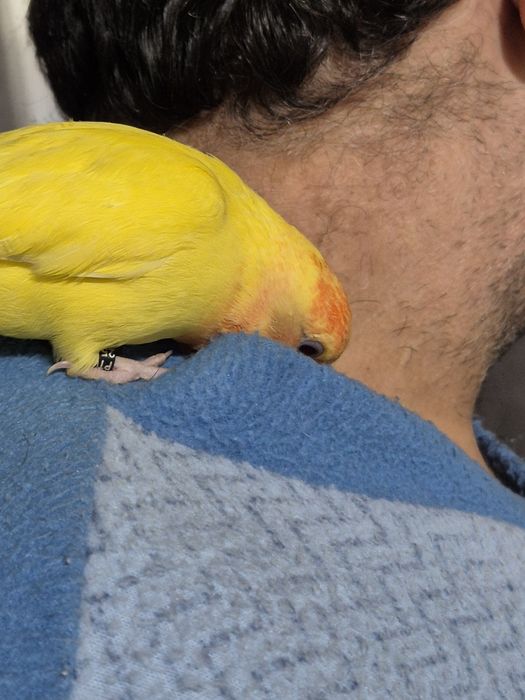 Agaporni Domesticado