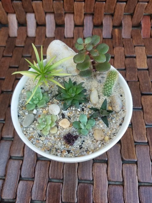 Arranjo de Suculentas