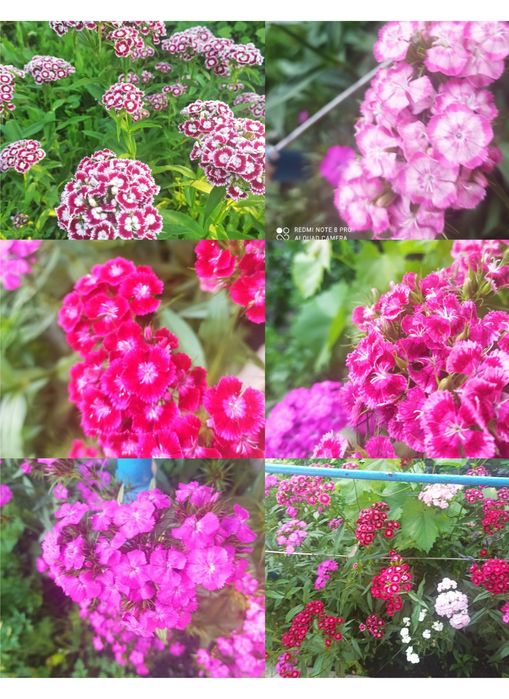 Турецкая гвоздика,   дюшения,девясил  корень, острый перец