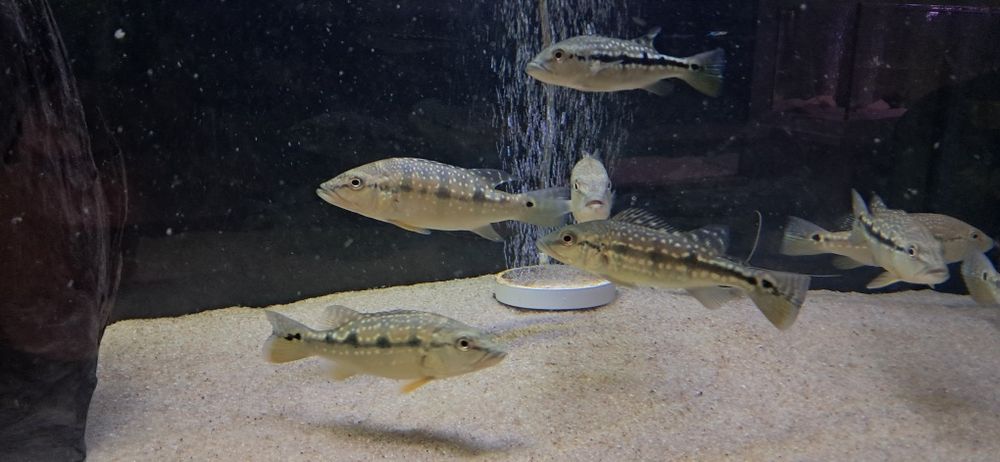 Vendo 4 especies de cichlas