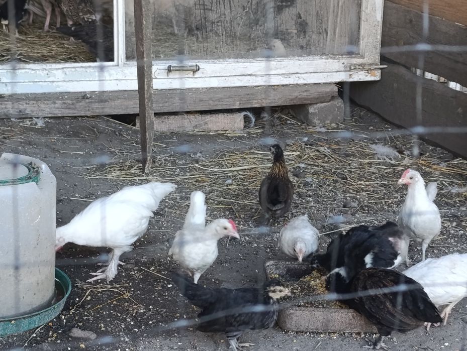 Продається молодняк Бентамок