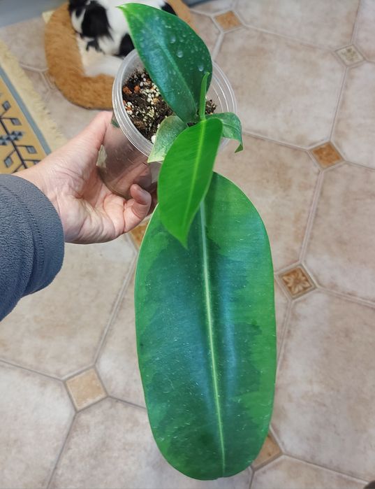 Фікус Септіка Голд Дошері Лайм