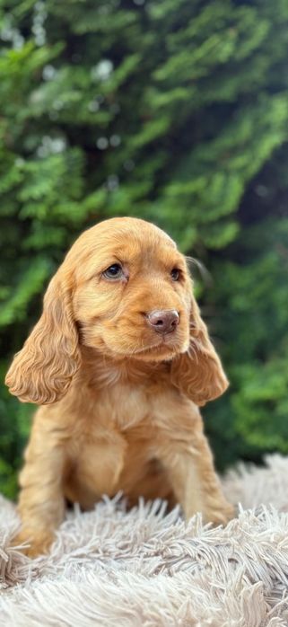 Cocker spaniel angielski Piesek Piesek