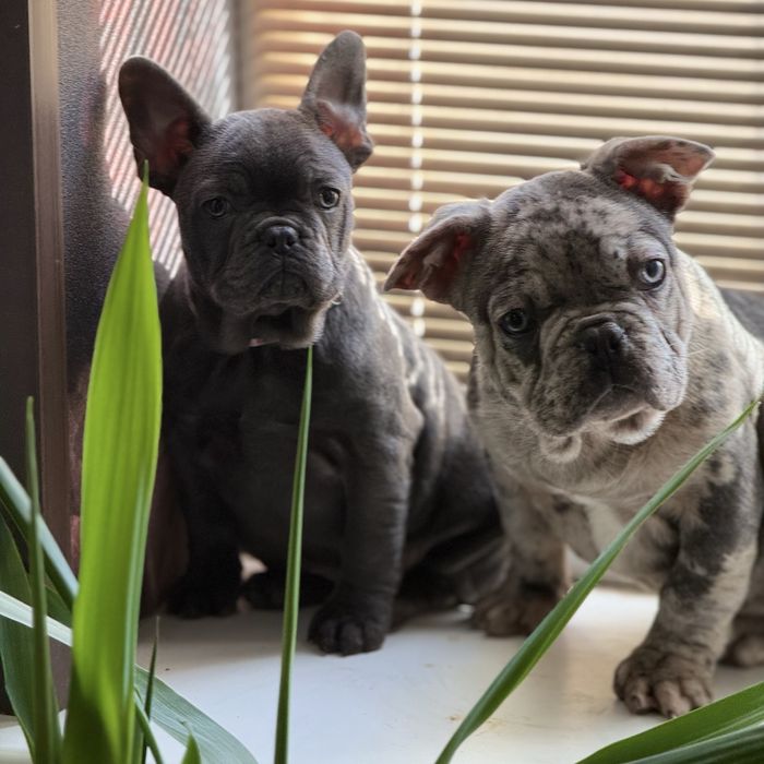 Серая милашка ищет себе новую семью:)