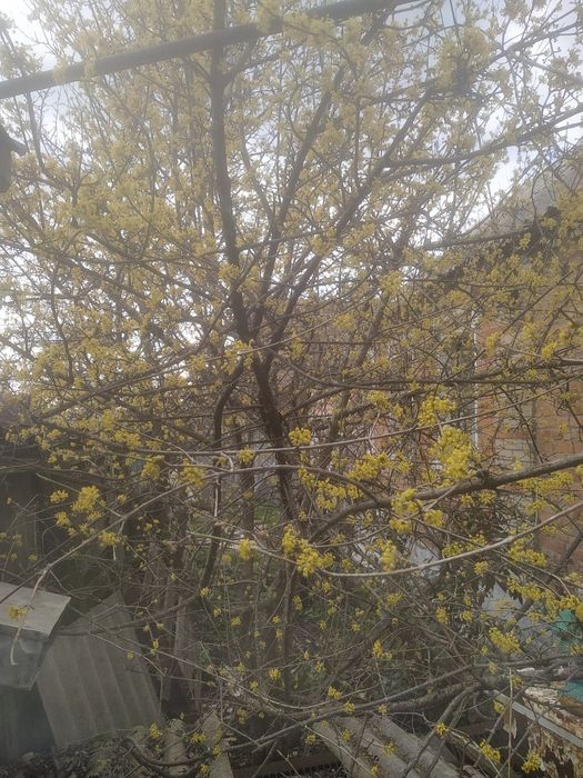 Продам саджанці кизилу.