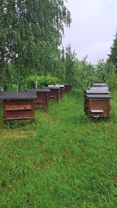 Sprzedam ule warszawskie zwykłe
