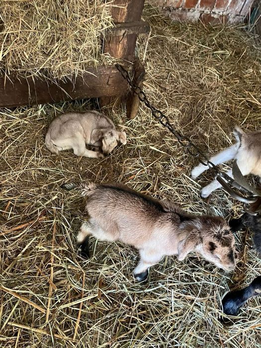 Козочки  маленькі