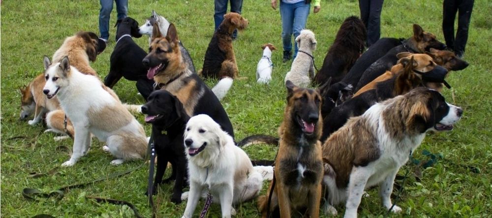 Профессиональная дрессировка собак