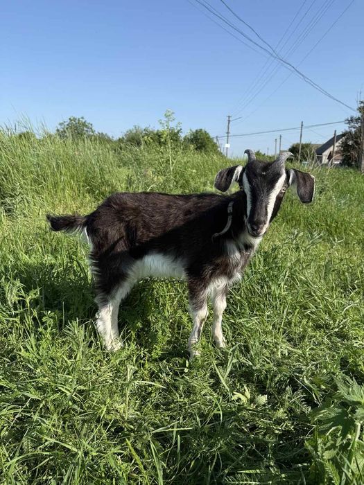 Продам гарних козочок