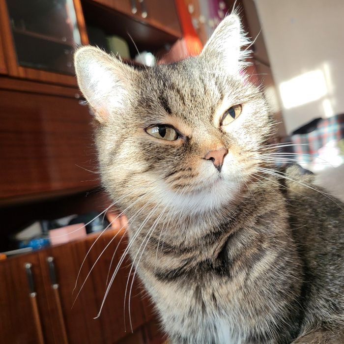 киця Соня шукає дім!