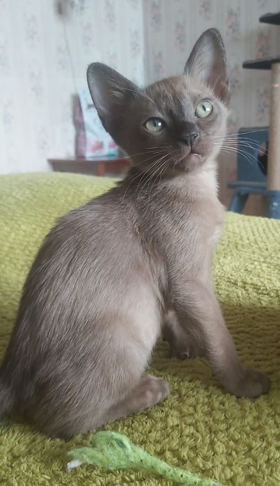 Бурманские котята , бурма, мальчики