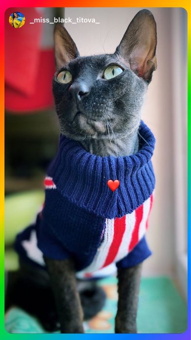 Сфинкс донской на вязку