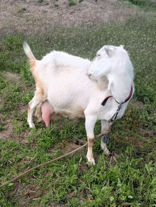 Продаю козу ламанча